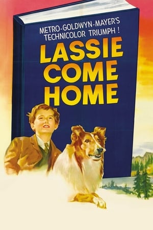 Lassie hazatér