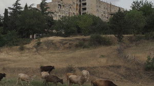 ქართლის ცხოვრება háttérkép