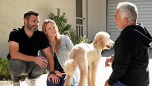 Cesar Millan: Jó gazdi, jó kutya 5. évad Ep.8 8. epizód