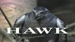 Predators of the Wild: Hawk háttérkép