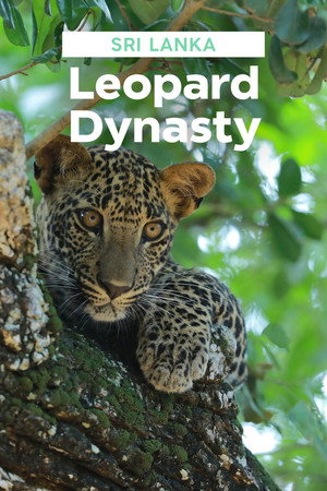 Sri Lanka leopárdjai