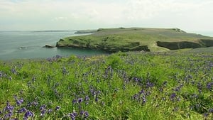 The Rabbits of Skomer háttérkép