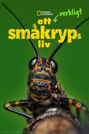 Egy igazi bogár élete poszter