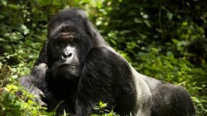 En danger : menaces sur les grands singes háttérkép