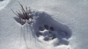 Nature Season 23 Ep.5 5. epizód