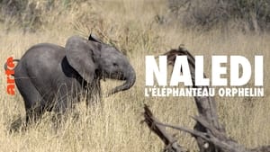 Naledi: A Baby Elephant's Tale háttérkép