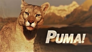 Puma! háttérkép