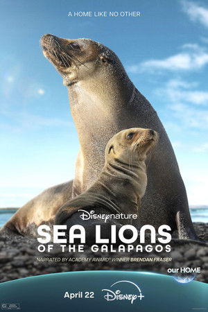 Galápagos oroszlánfókái poszter