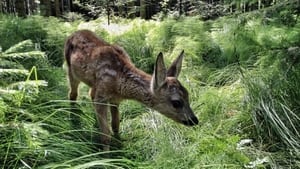 Heimat Natur háttérkép