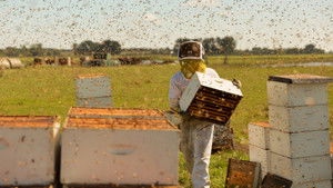 The Pollinators háttérkép