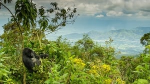 Dian Fossey: Secrets in the Mist kép