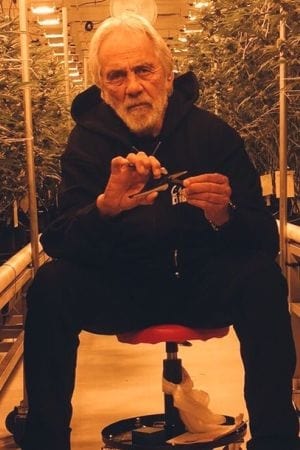 Tommy Chong profil kép