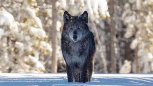 Une année parmi les loups háttérkép