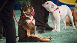 The 2018 American Rescue Dog Show háttérkép