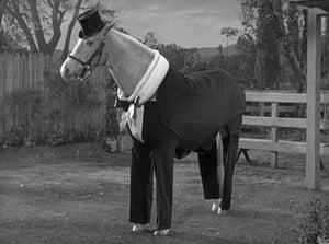 Mister Ed 3. évad Ep.23 23. epizód