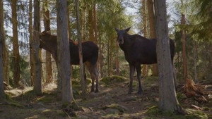 1 døgn, 2 hold, 3 dyr 3. évad Ep.5 5. epizód