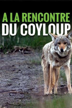 A la rencontre du coyloup