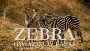 A Serengeti zebrái háttérkép