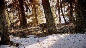 Marche avec les loups háttérkép