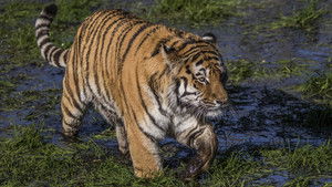 Mocsári tigris háttérkép
