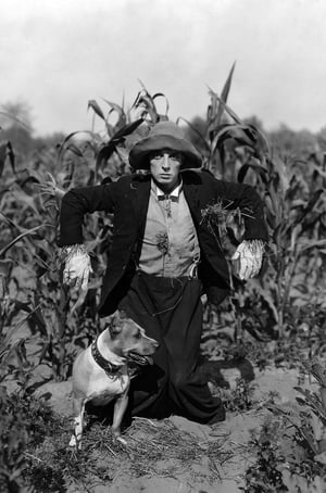 The Scarecrow poszter