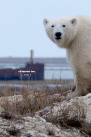 Life in Polar Bear Town with Gordon Buchanan poszter
