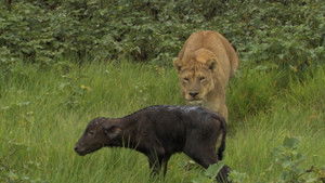 Big Cat Odyssey: Revealed háttérkép