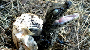 Río de Pájaros Pintados háttérkép