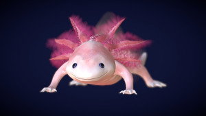 Axolotl, la salamandre miraculeuse háttérkép