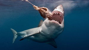 The Search for the Ocean's Super Predator háttérkép