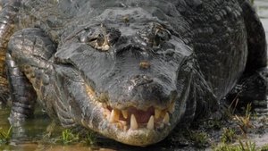 Le lac rebelle du Pantanal háttérkép