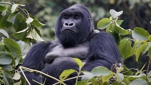 Mountain Gorilla háttérkép