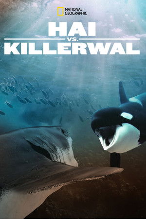 Orca Vs. Great White poszter