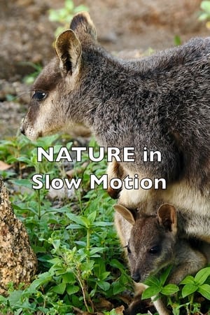 Nature In Slow Motion