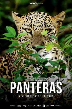 Panteras: viviendo entre felinos poszter