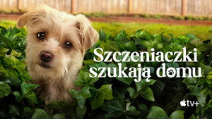 Kutyuskuckó kép