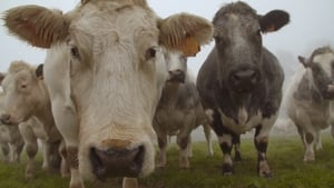 Et l'homme créa la vache háttérkép