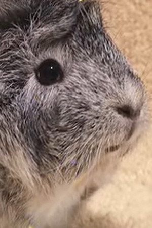糸さん
