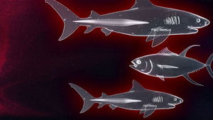 Shark vs. Tuna háttérkép