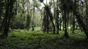 Corvo de Madeira háttérkép