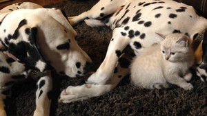Unlikely Animal Friends 2. évad Ep.6 6. epizód