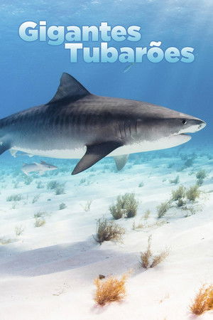 World's Biggest Tiger Shark poszter