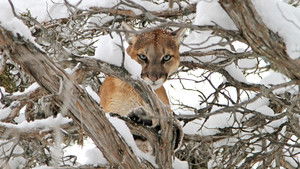 Cougar v. Wolf háttérkép