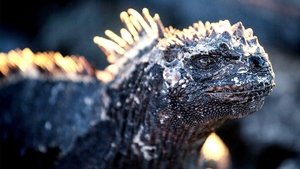 Galapagos kép