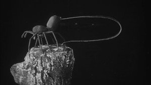 To Demonstrate How Spiders Fly háttérkép