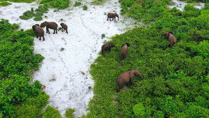 Rainforest First: Climate Protection in Central Africa háttérkép