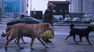 Dreaming Dogs háttérkép