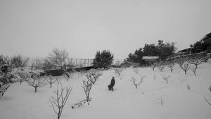 Կռունկ háttérkép