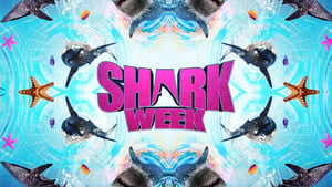 Shark Week kép