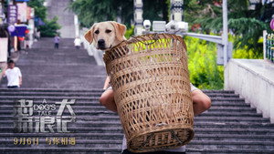 忠犬流浪记 háttérkép